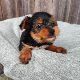 Mr. Blue - Black and tan male Yorkshire Terrier puppy in Woodway, Texas from The Yorkie Empire