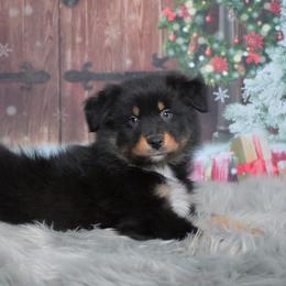 Zayvior - Black tri-color male Australian Shepherd puppy in Fultonville, New York from Sandy Aussies & Pomeranians