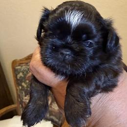 Mochi - Sable male Shih Tzu puppy in Victorville, California from Precioustzus