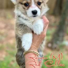 Boy 1 - Pembroke Welsh Corgi puppy in White, Georgia from Royal Diamond Corgis