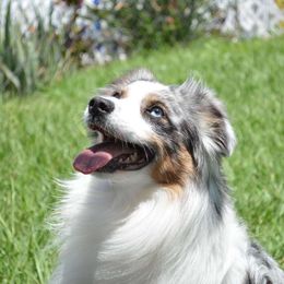 Brighton - Miniature Australian Shepherd