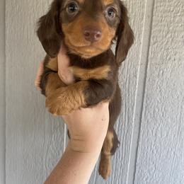 Dachshund Puppies from Long Dog Ranch