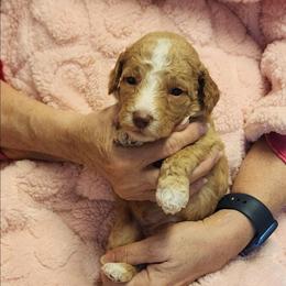 Orange - Apricot female Goldendoodle puppy in Cumming, Georgia from Chattahoochee Kennels
