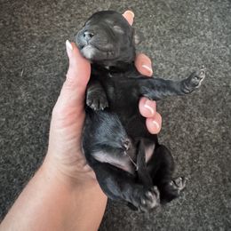 Charm - Black female Cavapoo puppy in Mount Vernon, Texas from S and J Cavapoos