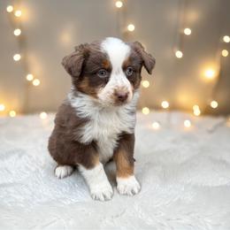 Hazel Rankin - Red tri-color female Australian Shepherd puppy in Statesville, North Carolina from Charming Australian Shepherds