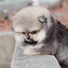 Poofy - Cream sable female Pomeranian puppy in Salem, Oregon from BP PUPS