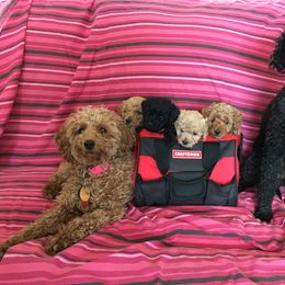 Poodle Puppies from Wilcox Breeding Service