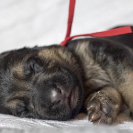 German Shepherd puppies from Vom Haus Rabenstein