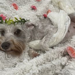 Lulu - Miniature Schnauzer