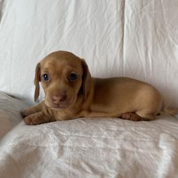 Shelby - Dachshund