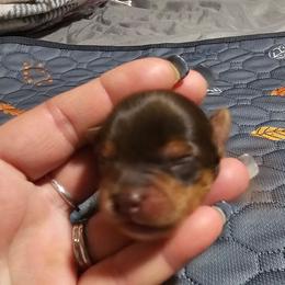 Bo - Chocolate and tan female Yorkshire Terrier puppy in Hamilton, Ohio from Purebred Yorkies of Ohio