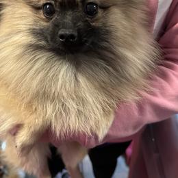Skylar - Pomeranian