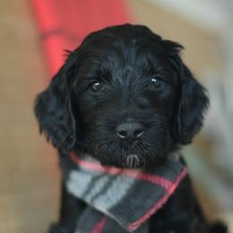 KJ - Black male Goldendoodle puppy in Mesa, Arizona from Wrigley's Doodles