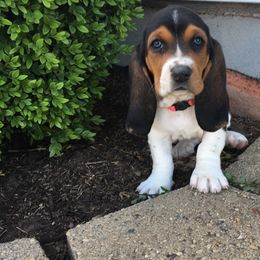 Basset Hound Puppies from Hoosier Basset Hounds