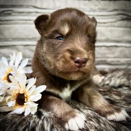 Max - Red and white male Siberian Husky puppy in Union Grove, Alabama from Southern Siberian Life