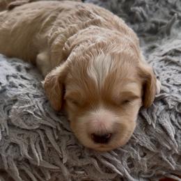 Amy - Apricot female Goldendoodle puppy in Pensacola, Florida from Goldendoodles Love You in Pensacola Friend Edition