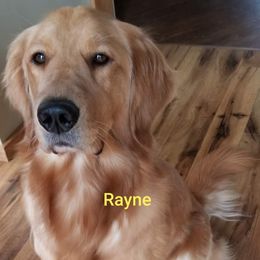 Rayne - Golden Retriever