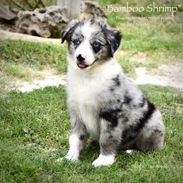 Bamboo Shrimp - Blue merle male Miniature Australian Shepherd puppy in Evant, Texas from Lazy VT Bar Ranch