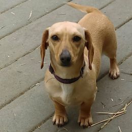 Dachshunds from Comanche Dachshunds