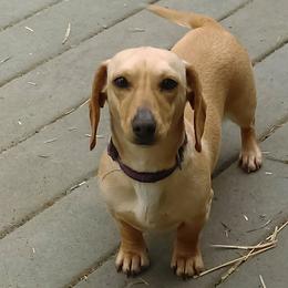 Dachshunds from Comanche Dachshunds