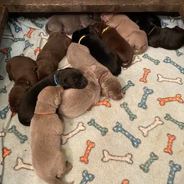 Dilute Retriever Puppies from Weathervane Labs