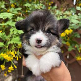 Panini - Black and tan male Pembroke Welsh Corgi puppy in Bakersfield, California from Kern River Corgis