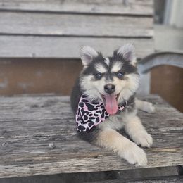 Red - Blue female Pomsky puppy in Franklinton, Louisiana from VooDoux Farms