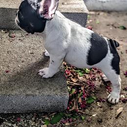 MooMoo - Blue fawn French Bulldog puppy in Mesquite, Texas from G & K Frenchies LLC
