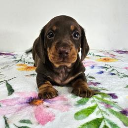 Chocolate and tan male - Chocolate and tan male Dachshund puppy in Belle Rive, Illinois from Akin's Miniature Dachshunds, LLC