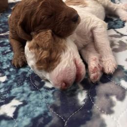 Goldendoodle Puppies from Nash Doodles