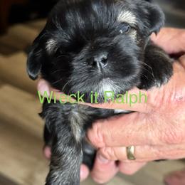 Ralph - Grizzle male Lhasa Apso puppy in Snover, Michigan from Lhasa Fur Life