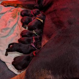 Female Pet 1 - Black and mahogany female Rottweiler puppy in Arlington, Indiana from White Haus Rottweilers