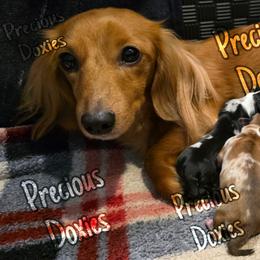 Dachshund Puppies from Precious Doxies