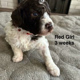 Red - White Lagotto Romagnolo puppy in Sacramento, California from Innamorati Lagotti