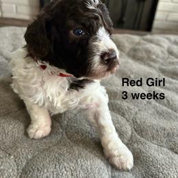 Red - White Lagotto Romagnolo puppy in Sacramento, California from Innamorati Lagotti