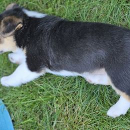 Pembroke Welsh Corgi Puppies from Enchanted Corgis