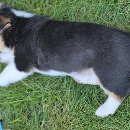 Pembroke Welsh Corgi Puppies from Enchanted Corgis