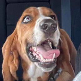 Hank - Basset Hound