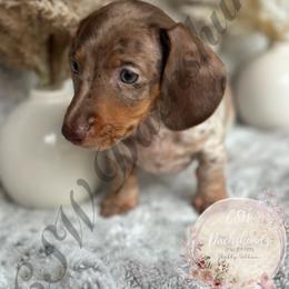 Dachshund Puppies from CSW Dachshunds