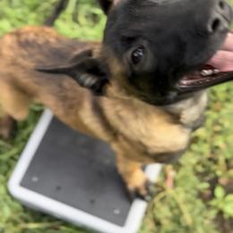 Belgian Malinois Puppies from Lion and The Lamb Kennel