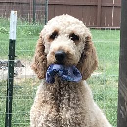 Daisy - Goldendoodle