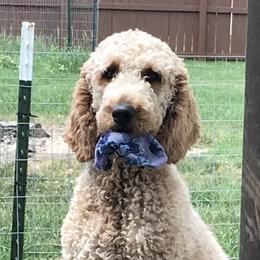 Daisy - Goldendoodle