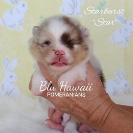 Pomeranian Puppies from Blu Hawaii Pomeranians