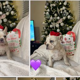 French Bulldogs from NaughtyFrenchies fl