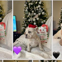 French Bulldogs from NaughtyFrenchies fl