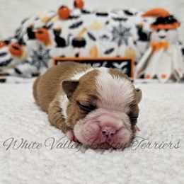 Sugarplum - Red female Boston Terrier puppy in Mulberry, Arkansas from White Valley Boston Terriers