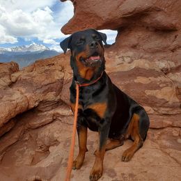 Rottweilers from Magicwinds Rottweilers