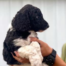 Sergeant - Parti male Poodle puppy in Lake Village, Indiana from Kennings Poodles and Company