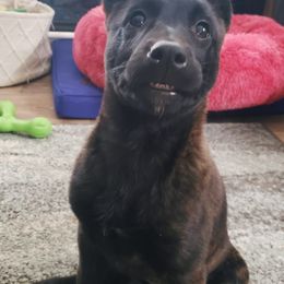 Dutch Shepherd Puppies from Blackcraft K9