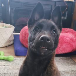 Dutch Shepherd Puppies from Blackcraft K9